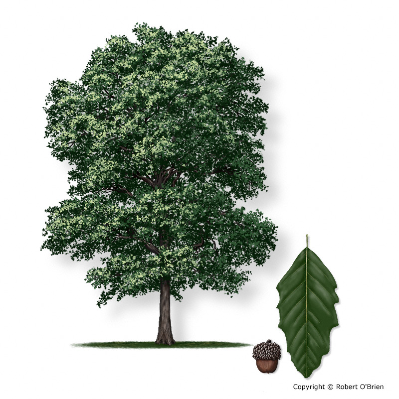 <p>Common name?</p>