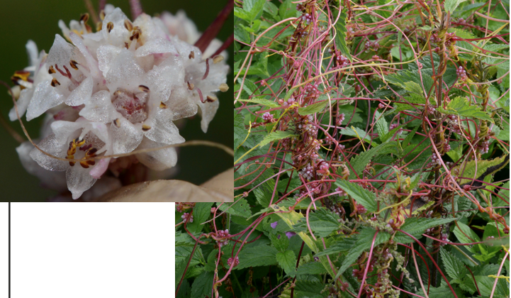 <p><span>Convolvulaceae</span></p>