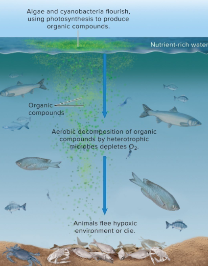 <ul><li><p>Eutrophication in coastal areas</p></li><li><p>Gulf of Mexico Dead Zone</p></li></ul><p></p>