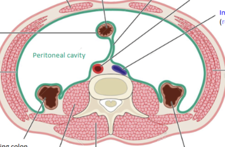 <p>Portions sticking out behind the peritoneum (large intestine, adrenal glands, kidneys, pancreas, ureters, inferior vena cava and descending aorta = everything not associated with GIT absoprtion). Enables the generation of friction against posterior body wall, propelling contents through the tubes much easier. </p>