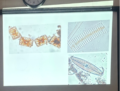 <p>What is this organism?</p>