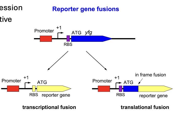 <p>Report and estimate on <strong>gene expression</strong> (regulated or constitutive gene expression)</p>