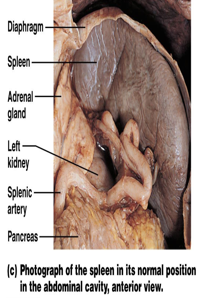 <p><strong>Secondary Lymphoid Organs — Spleen</strong></p><p>What is the major cleansing function of the spleen?</p>