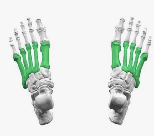 <p>Which bones are these?</p>