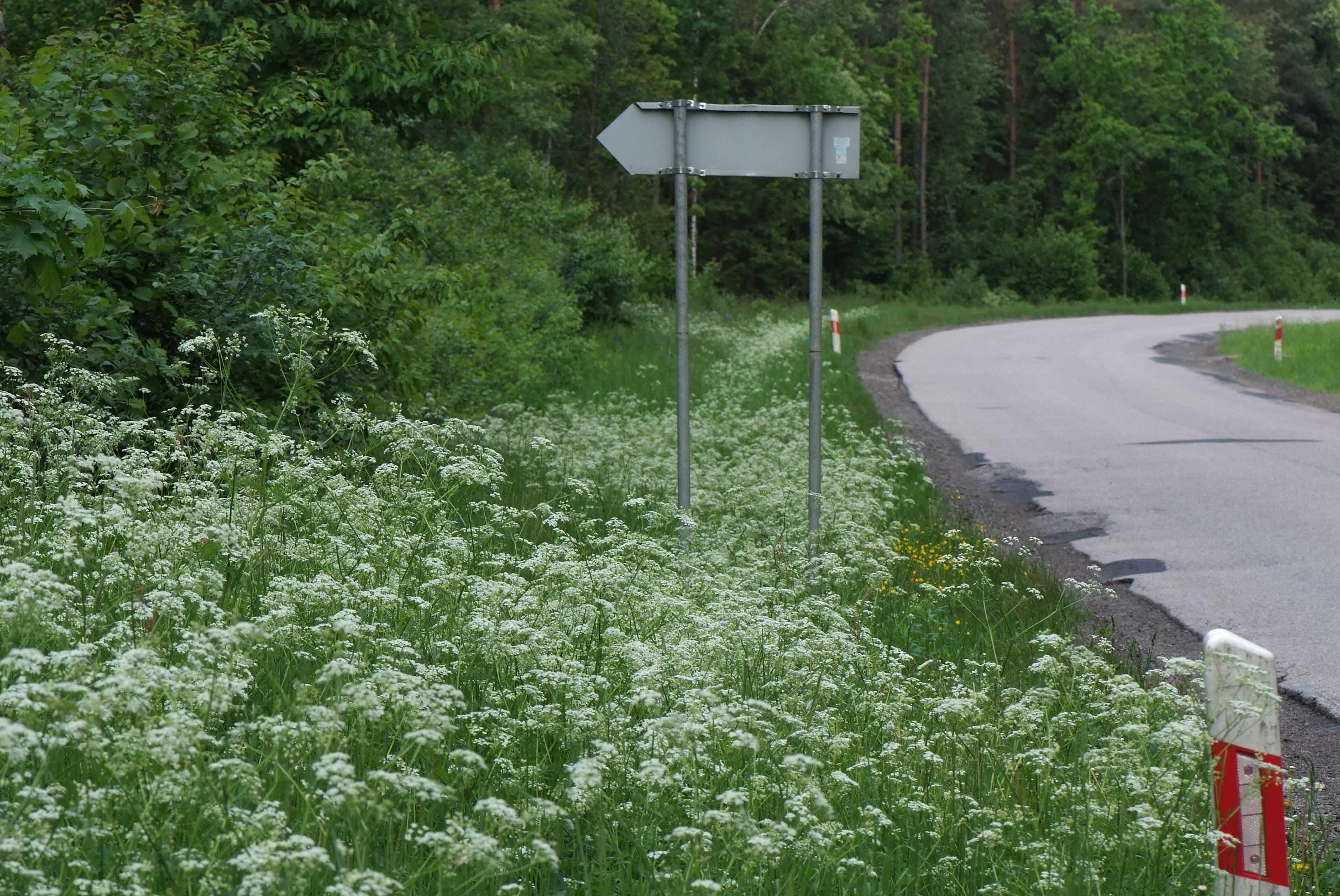 <p>Klasa <strong>ARTEMISIETEA VULGARIS </strong><span style="line-height: 22px;">związek<strong> <em>Glechometalia hederaceae</em></strong>&nbsp;</span></p>