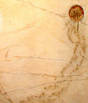 <p>Body or Trace fossil?</p>
