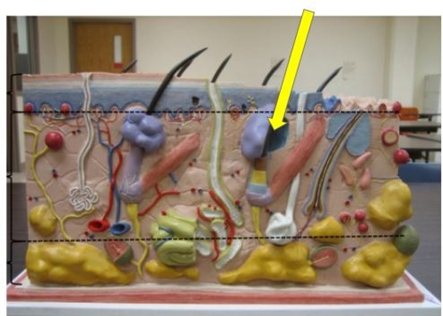 knowt flashcard image