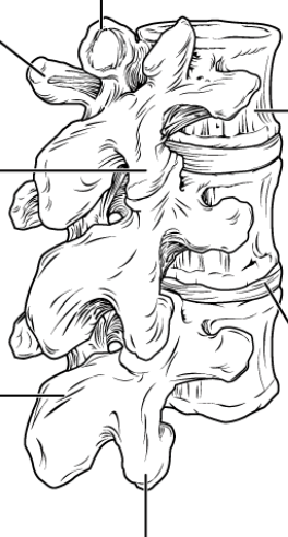 <p>What is in between the bodies of the vertebrae?</p>