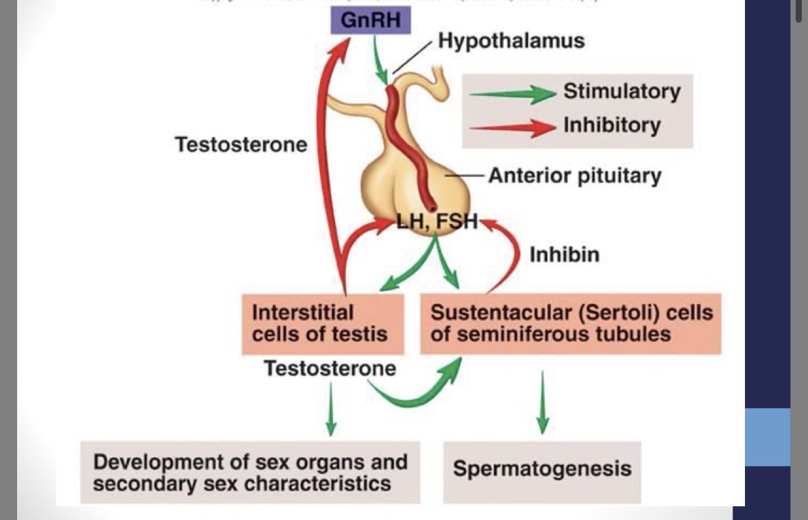 <p><strong>FSH</strong> (follicle stimulating hormone) → simulates <strong>sperm</strong> <strong>production</strong> in <strong>seminiferous tubules</strong></p><p><strong>LH</strong> (luteinizing hormone) → stimulates <strong>testosterone</strong> production in <strong>interstitial</strong> <strong>cells</strong></p>