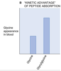 <p>this mechanism has a distinct kinetic advantage, as PepT1 can transport multiple amino acids per ATP molecule than the individual AA mechanism.</p>