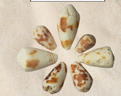 <p>no local name</p>