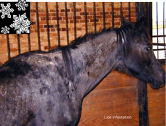 <p>Parasites evolved to infect one species, but not another. For example, roundworms strongly affect horses, but not cattle, sheep, or swine.</p>
