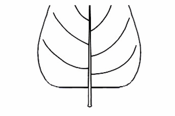 <p>A leaf base that appears to be cut off nearly straight across.</p>