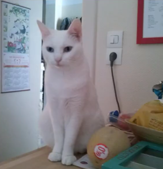 <p>Was macht die weiße Katze?</p>