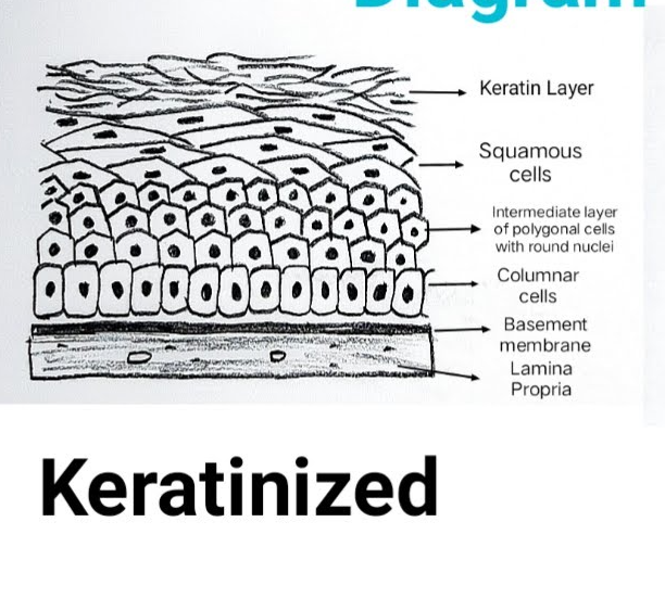 <p>Epidermis (top layer) of the skin.</p>