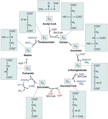 <p>6 NADH + 2 FADH2 + 2 GTP + 4 CO2</p><p>(Note: 2 pyruvate molecules </p><p>per glucose molecule)</p>