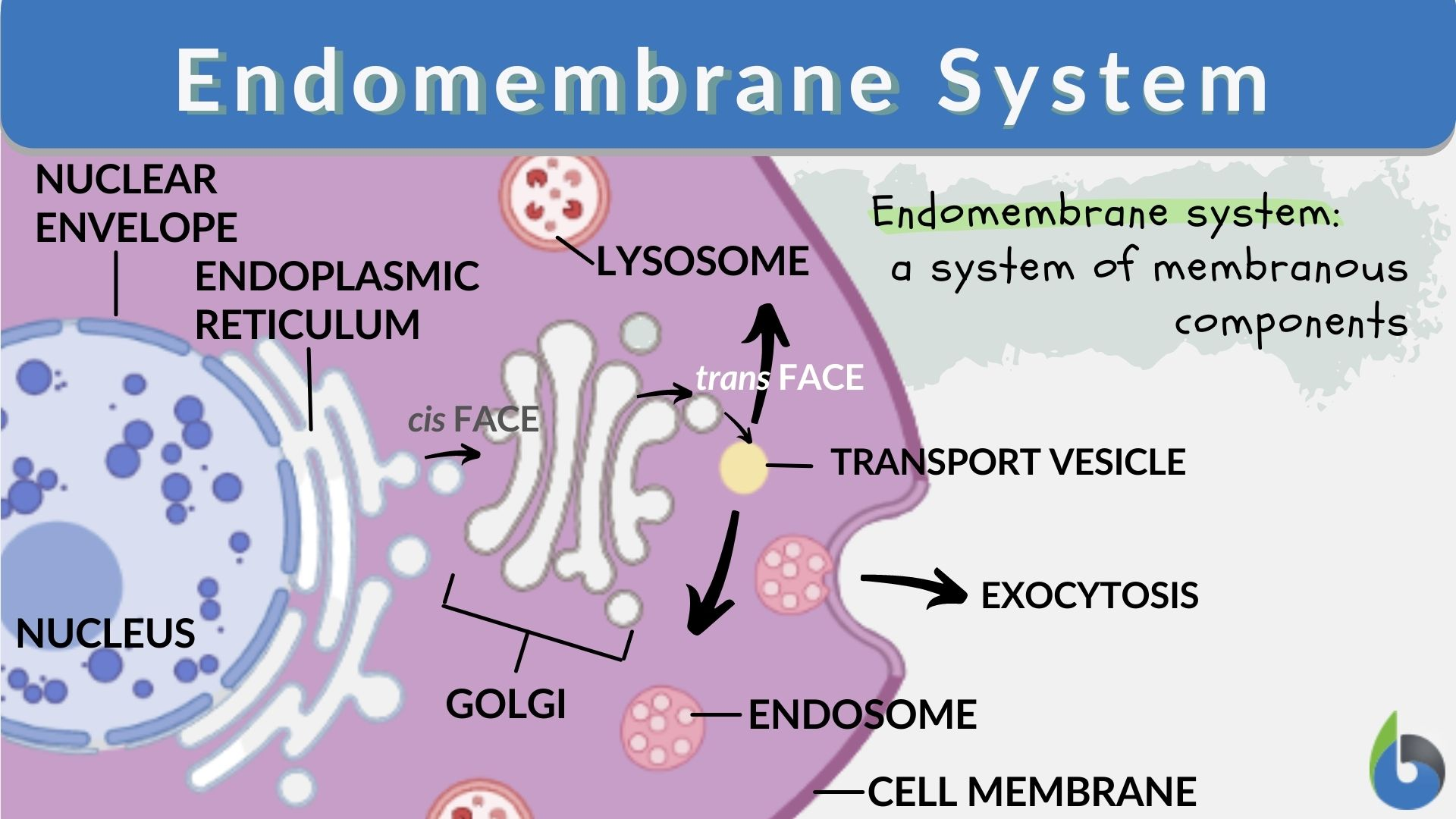 <p>A network of interacting membranes and organelles in eukaryotic cells that work together to modify, package, and transport lipids and proteins</p><p><span>Includes:</span></p><ul><li><p><span>Nuclear membrane</span></p></li><li><p><span>Lysosomes</span></p></li><li><p><span>Vesicles</span></p></li><li><p><span>Endoplasmic reticulum</span></p></li><li><p><span>Golgi apparatus</span></p></li></ul><p></p>