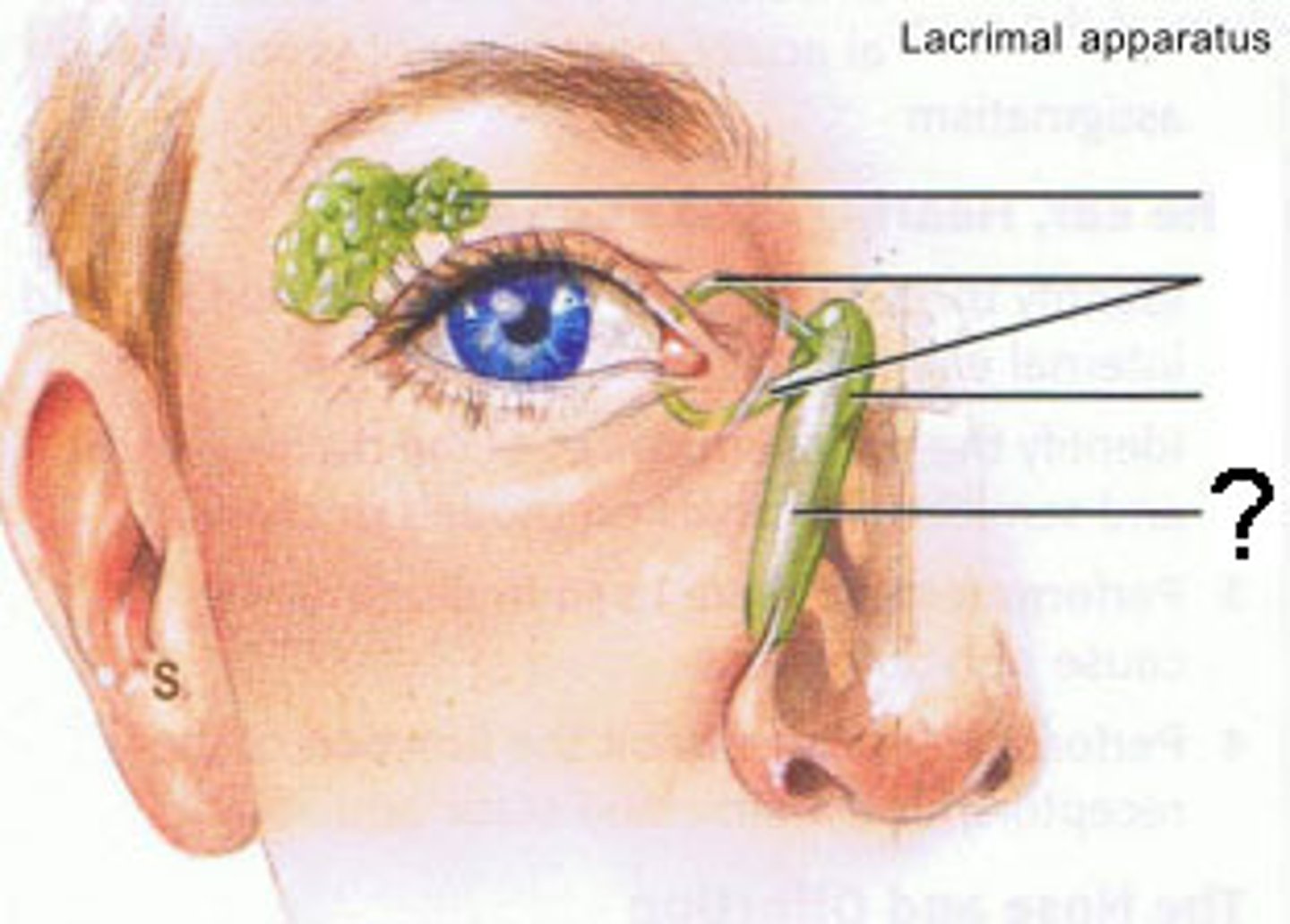 <p>Passageway for tears from the lacrimal sac into the nose</p>