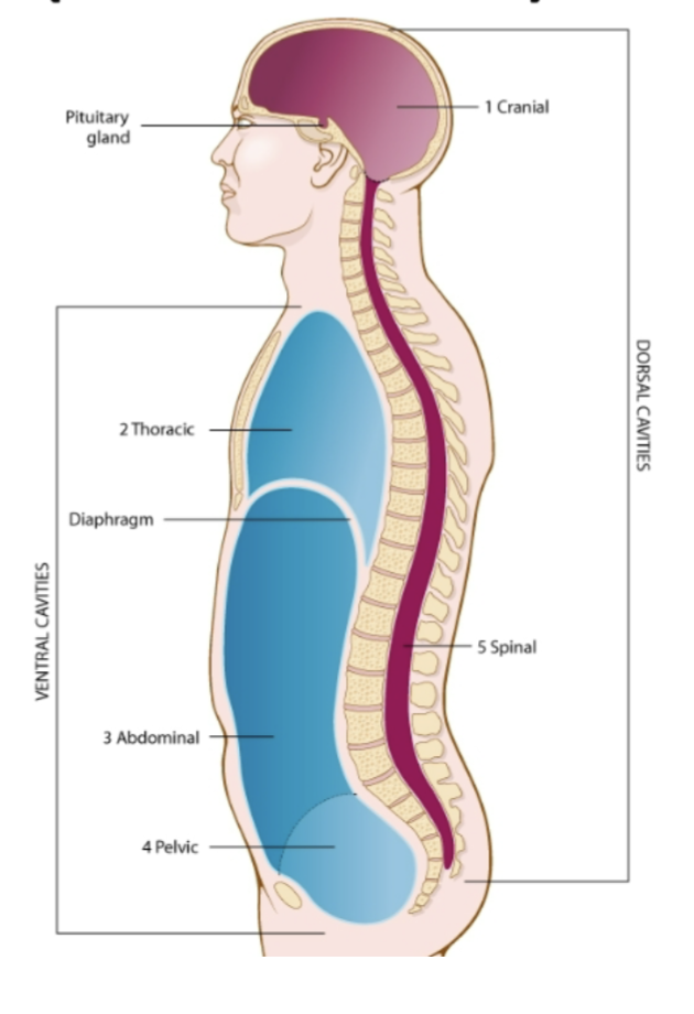<p>what are the body cavities</p>
