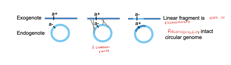 <p>Linear fragment is loss to EXONUCLEASES </p><p>Recombinants intact CIRCULAR GENOME </p>