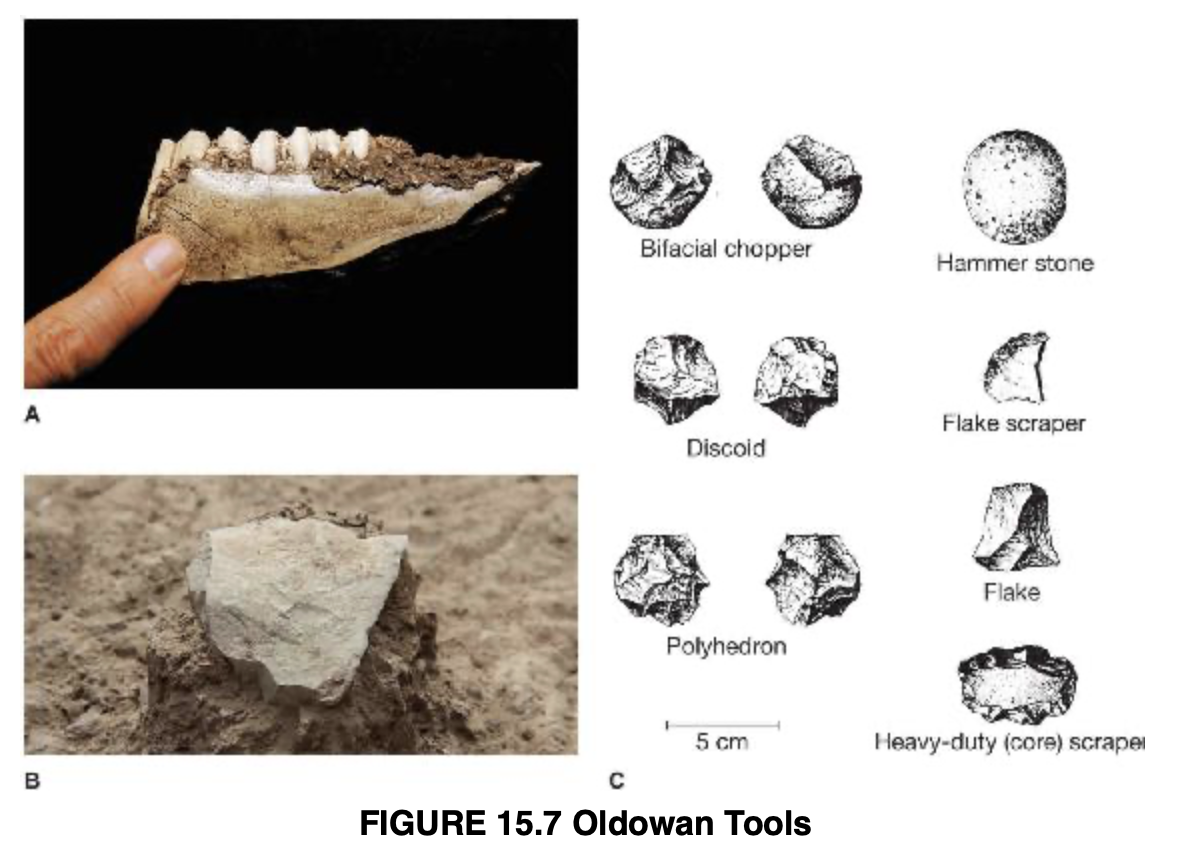 <p>Oldowan Tools</p>