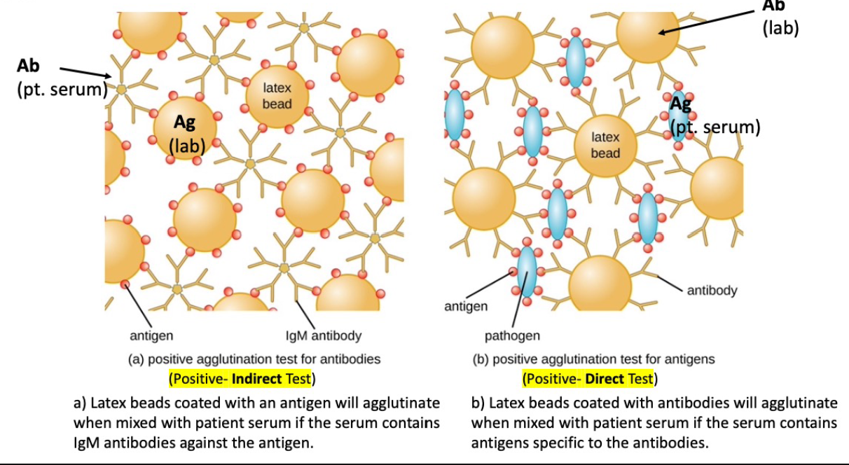<p><strong>Serology Test</strong></p><p>• Exists in Indirect and Direct testing variants</p><p>• Particulate antigens linked to antibodies (IgM only) → form immune complexes (Antigen – Antibody complex)</p><p></p><p><strong>Clinical application</strong></p><p><u>Hemagglutination</u>: For blood typing</p><p>• Agglutination of Red Blood Cell (RBC) surface antigens and complementary antibodies</p><p><u>Antibody Quantitation</u>: Measuring the antibody concentration (or titer) in the patient’s serum</p><p>• Used to differentiate between primary vs secondary exposure</p><p>• Primary Exposure: High Ig M (1st peak) / Low Ig G (Class Switching)</p><p>Secondary Exposure: High Ig G / Low Ig M</p>