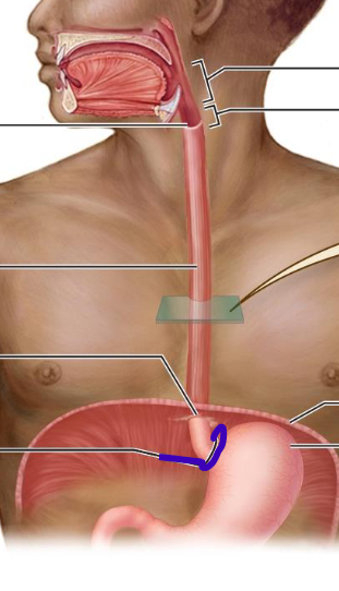 <p>closes lumen to prevent stomach acid from entering esophagus</p>