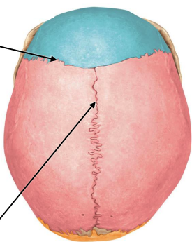 <p>What are the 3 sutures [Image]?</p>