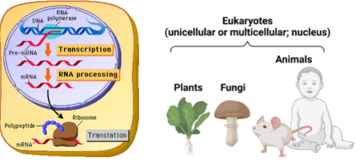 <p>What is being described:</p><ul><li><p>unicellular or muticellular </p></li><li><p>DNA <strong>in nucleus </strong></p></li></ul><p></p>