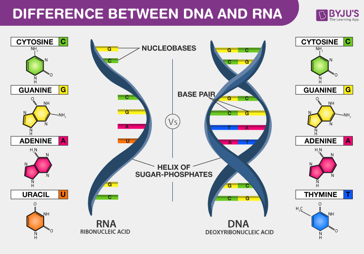 <p>Large molecules like DNA and RNA that perform chemical and physical functions.</p>