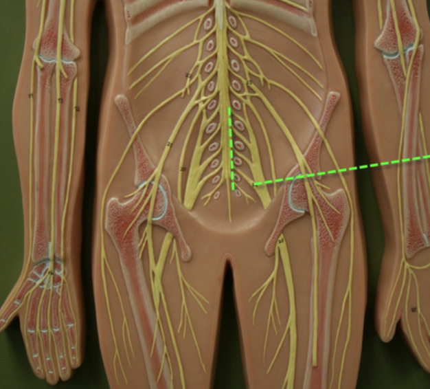 <p>motor to pelvic</p>