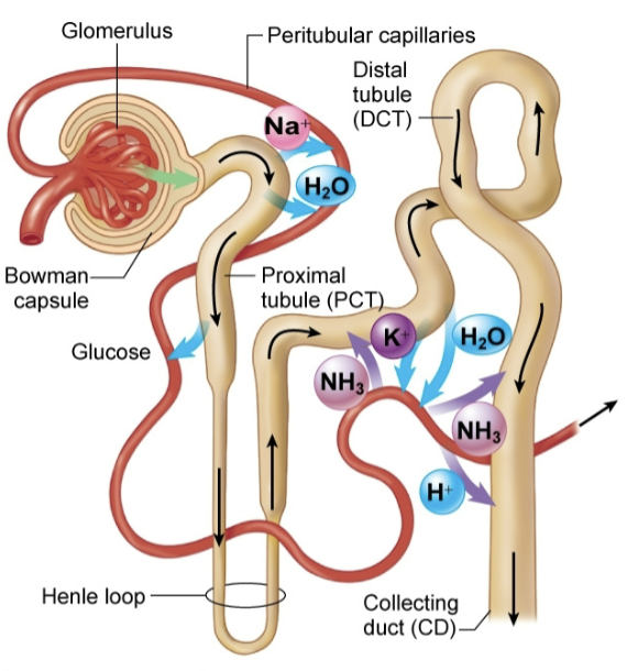 <ol><li><p>glomerulus: filtration</p></li><li><p>proximal tubule: reabsorb 65% of filtrate</p></li><li><p>loop of henle: reabsorb 25% of filtrate</p></li><li><p>distal tubules: reabsorb 5% of filtrate, secrete</p></li><li><p>collecting ducts: reabsorb 5% of filtrate, secrete</p></li></ol><p></p>