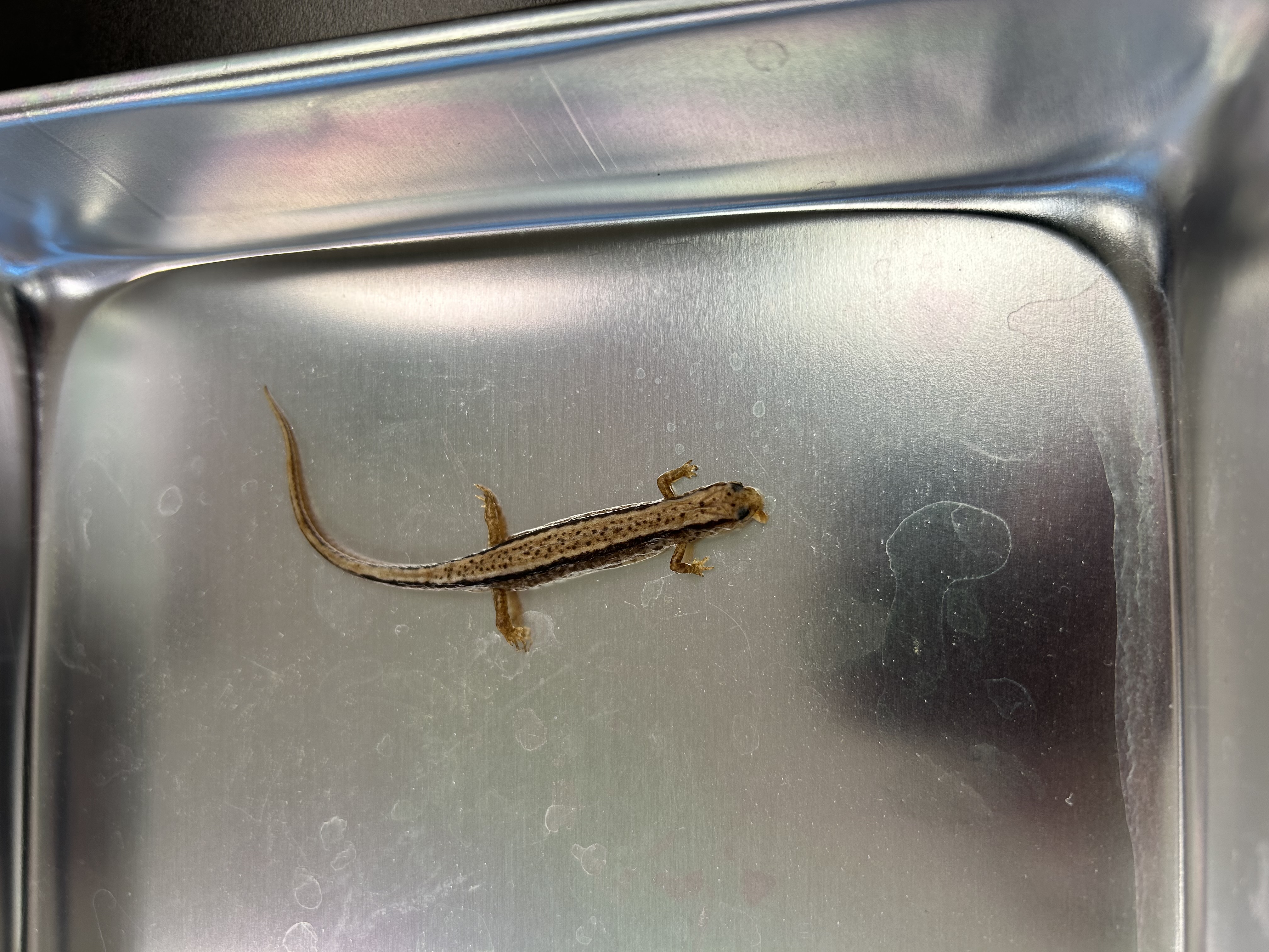 <p>-southern two lined sal</p><p>-dosum yellowish, brown, greenish, or orange</p><p>-black spots</p><p>-dark dorsal stripe extending to the tip of the tail</p><p>-14 coastal grooves, 5 toes on hind limbs</p><p>-2 yrs in water</p><p>-plethodontidae</p>