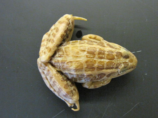 <p>Common name, Family, Scientific Name?</p>