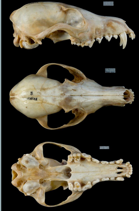 <p>Vulpes vulpes</p>