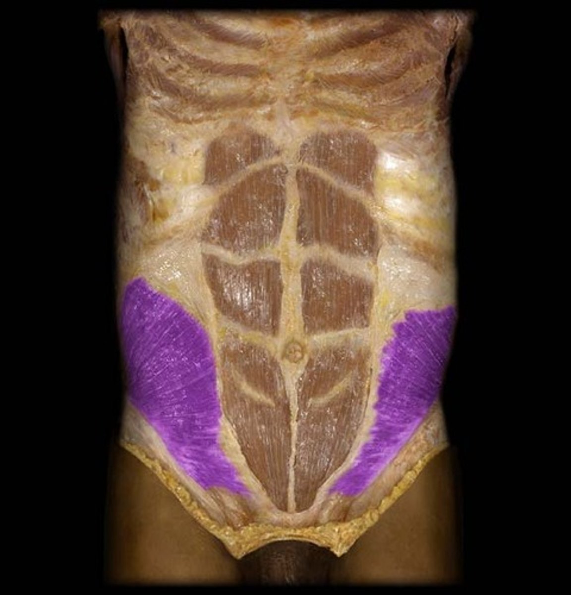 <p>origin: lumber fascia;</p><p>insertion: lower 4 ribs</p><p>action: flexion and rotation of trunk; lateral flexion</p>