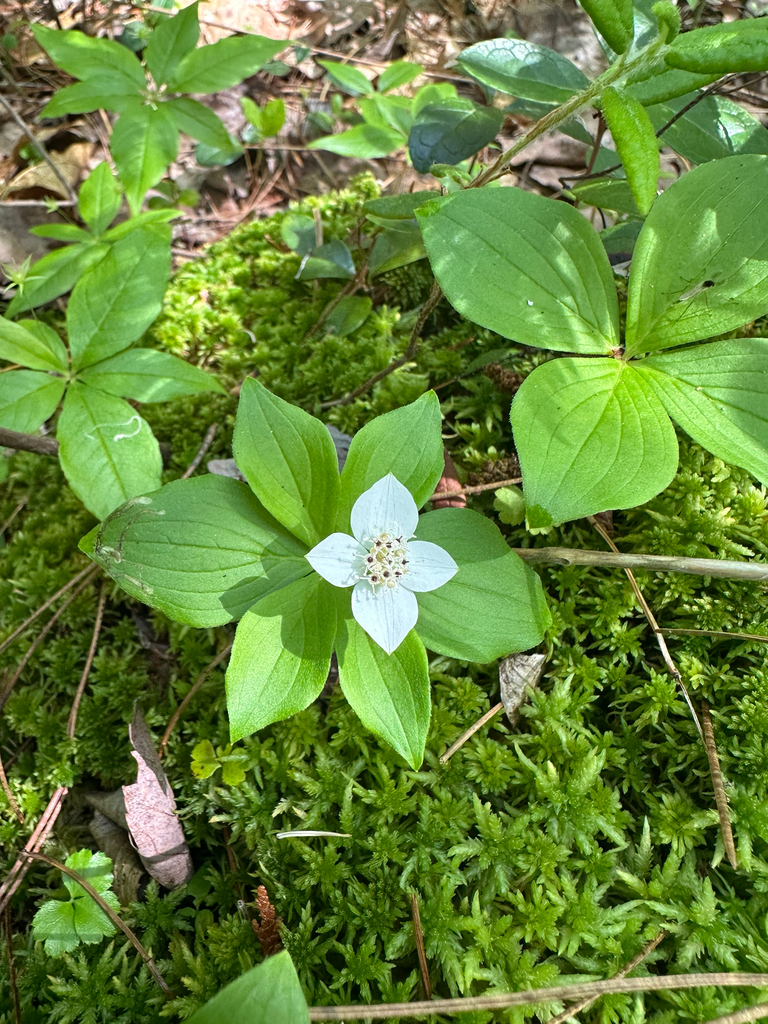 Bunchberry (Ode iminijiibik)