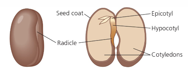 <p>(bean)</p><p>2 cotyledon</p><p>epicotyl - grows into shoot</p><p>hypocotyl - connects the two (middle)</p><p>radicle - grows into root </p><p></p>