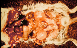 <p>-squamous cell carcinoma of sebaceous ventral scent gland in males </p><p>-ovarian granulosa cell tumor (80% of tumors in animals >3yr)</p>