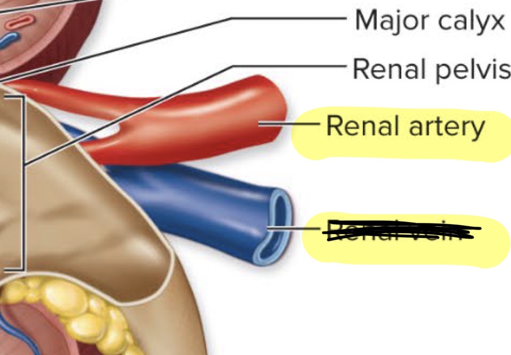 <p>Supplies kidneys with oxygenated blood from aorta</p>