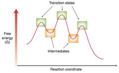 <p>- has higher energy usually than reactants and products but less energy than the transition states</p><p>-highly reactive</p><p>-formed in one step and consumed in the other</p>