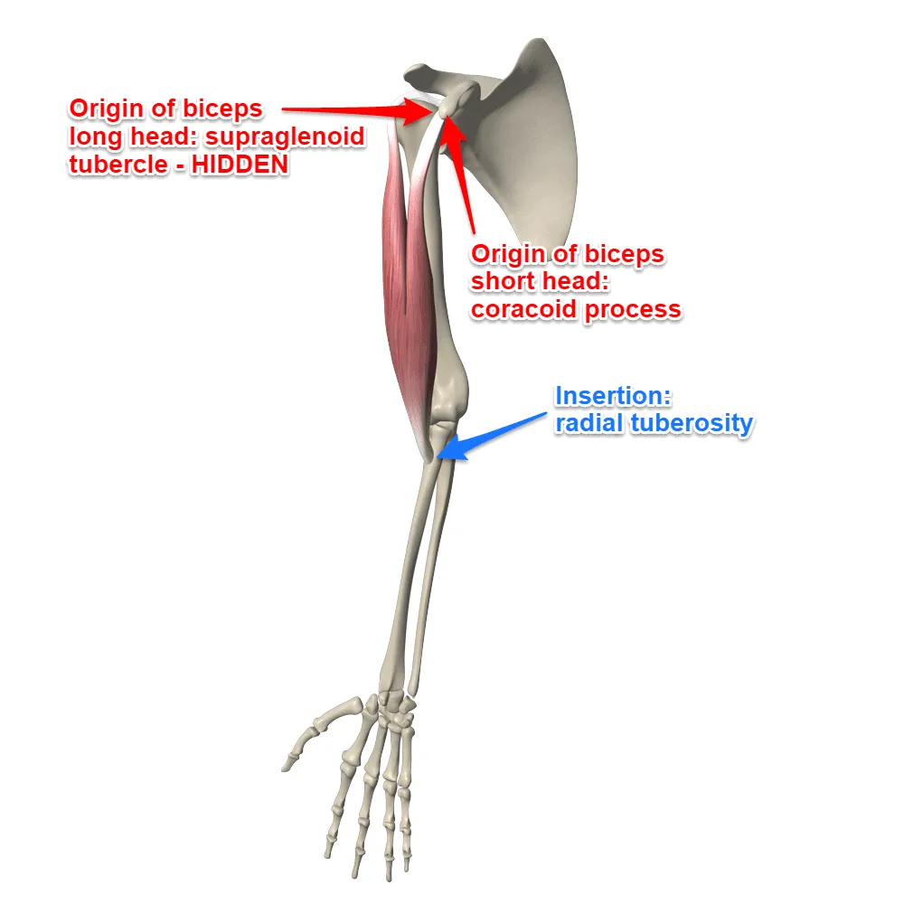 <p>origin:</p><ul><li><p>short head: coracoid process</p></li><li><p>long head: supraglenoid tubercle</p></li></ul><p>insertion: radial tuberosity (of radius)</p><p></p>