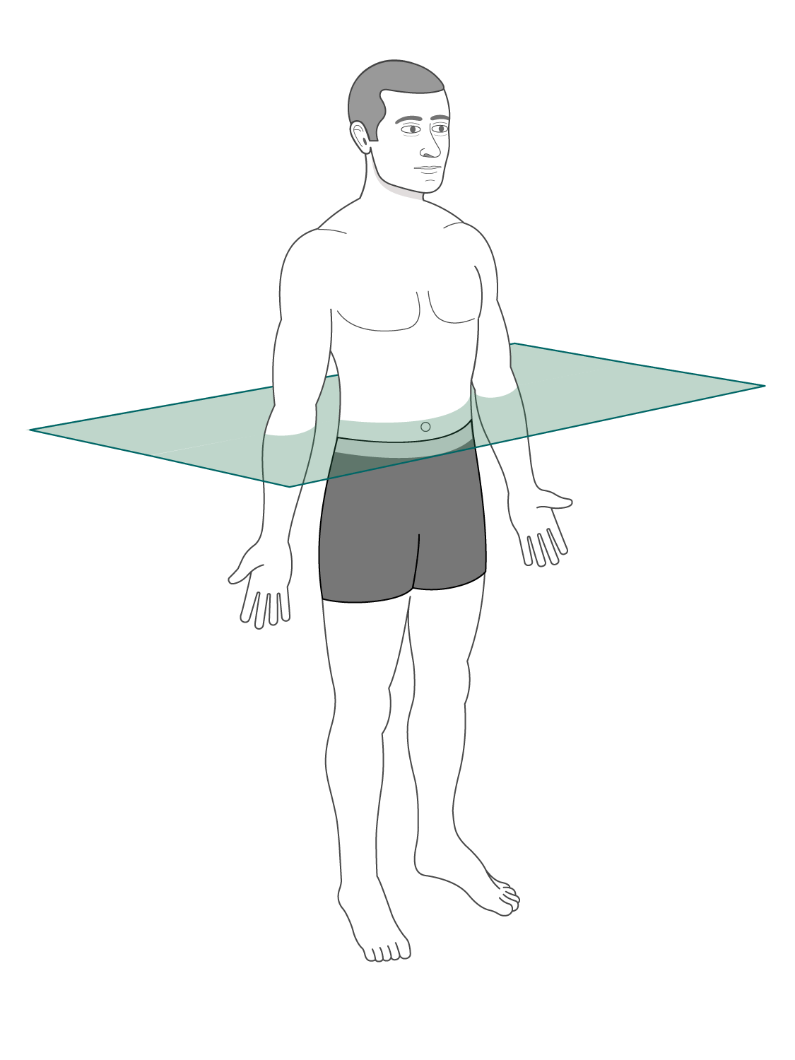 <p>transverse plane</p>