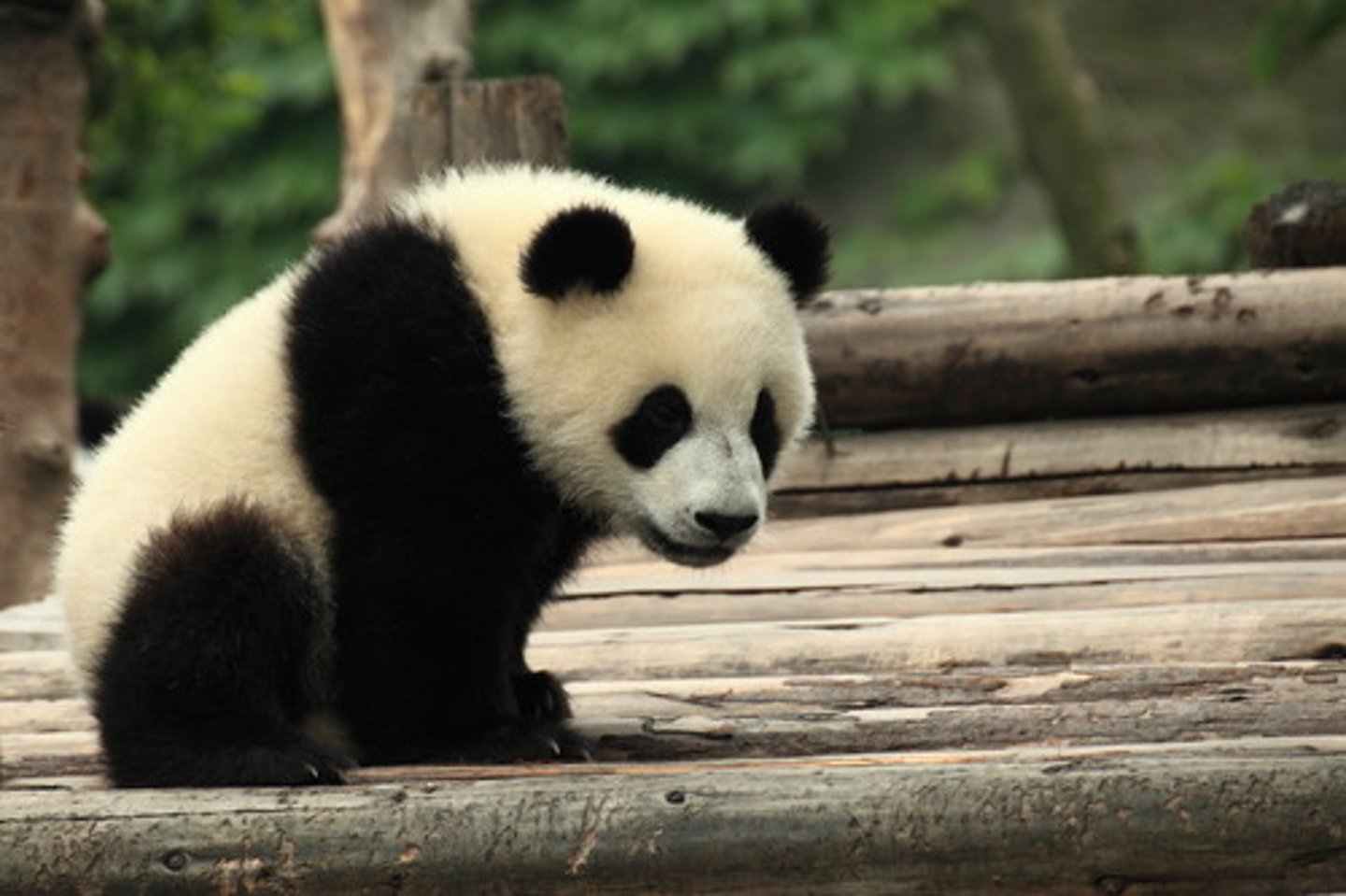 <p>TRANSLATION: вымирающий вид</p><p>DEFINITION: a type of animal that is in danger of disappearing forever</p><p>EXAMPLE: The panda is an ........................ that zoos help to protect. Панда — это ВЫМИРАЮЩИЙ ВИД, который зоопарки помогают защищать.</p>
