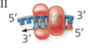 <p>Using parental DNA as a template, synthesizes new DNA strand by adding nucleotides to an RNA primer or a pre-existing DNA strand</p>