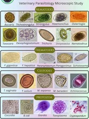 <p>Jawaban : Hookworm (manusia : ancylostoma duodenale & americanus, hewan : ancylostoma braziliensis & caninum)</p><p>- Infektif : larva filariform</p><p>- Diagnostik : Telur (berbentuk oval, lapisan tipis 1 lapis bening, berisi fragmented ovum)</p><p>Klinis khas : anemia, bab berdarah, gatal-gatal, fakris tidak memakai alas kaki/alas duduk</p><p>Lainnya : Nematoda</p><p>1) Ascariasis (ec. Ascaris lumbricoides)</p><p>- Infektif : Telur (3 lapis tebal, lapisan luar berkelok-kelok)</p><p>- Diagnostik : Telur</p><p>Klinis khas : cacing di feses kasat mata/besar, loefler syndrome di paru</p><p>2) Trichuriasis (ec. Trichuris trichura)</p><p>- Infektif : Telur (berbentuk tong/lemon, double knop)</p><p>- Diagnostik : Telur</p><p>Klinis khas : prolaps ani</p><p>3) Enterobiasis (ec. Oxyuris vermicularis)</p><p>- Infektif : telur berbentuk seperti huruf D</p><p>- Diagnostik : cacing </p><p>Klinis khas : pruritus ani di malam hari, keluar cacing dari anus berukuran kecil-kecil</p><p>4) Strongyloides </p><p>- Infektif : L. filariform</p><p>- Diagnostik : L. rhabditiform</p><p>Khas : infeksi lama, imunosupresi</p>