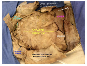 <p>Internal, visceral fat → Omentum</p>
