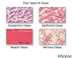 <p>Epithelial, connective, muscle, and nervous tissue.</p>