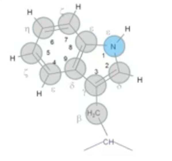 <p>W<br>Aromatic, Largely Non-polar, Indole Ring</p>