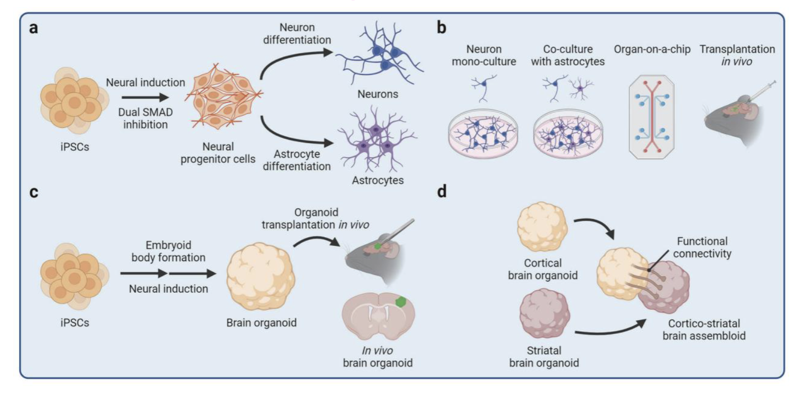 <p>use of iPSCs to study..?</p>